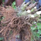 Kava Banned in Poland