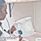 Medical institute studies mosquitos for transmission of malaria, elephantiasis