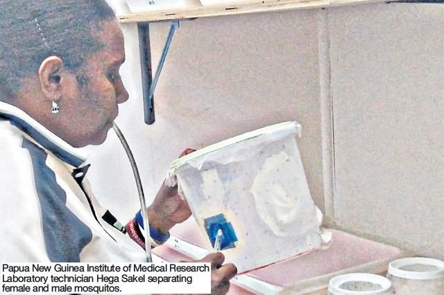 Medical institute studies mosquitos for transmission of malaria, elephantiasis