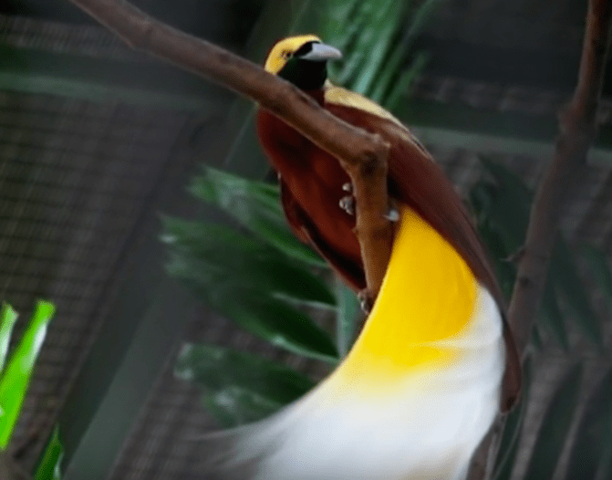 A West Papuan bird-of-paradise -- known locally as cendrawasih. Image: TopK