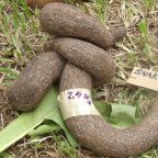 Yam festival to celebrate varieties, not size: Director