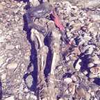 Three brothers killed by Indonesian soldiers at Papuan health clinic: army and witness accounts differ